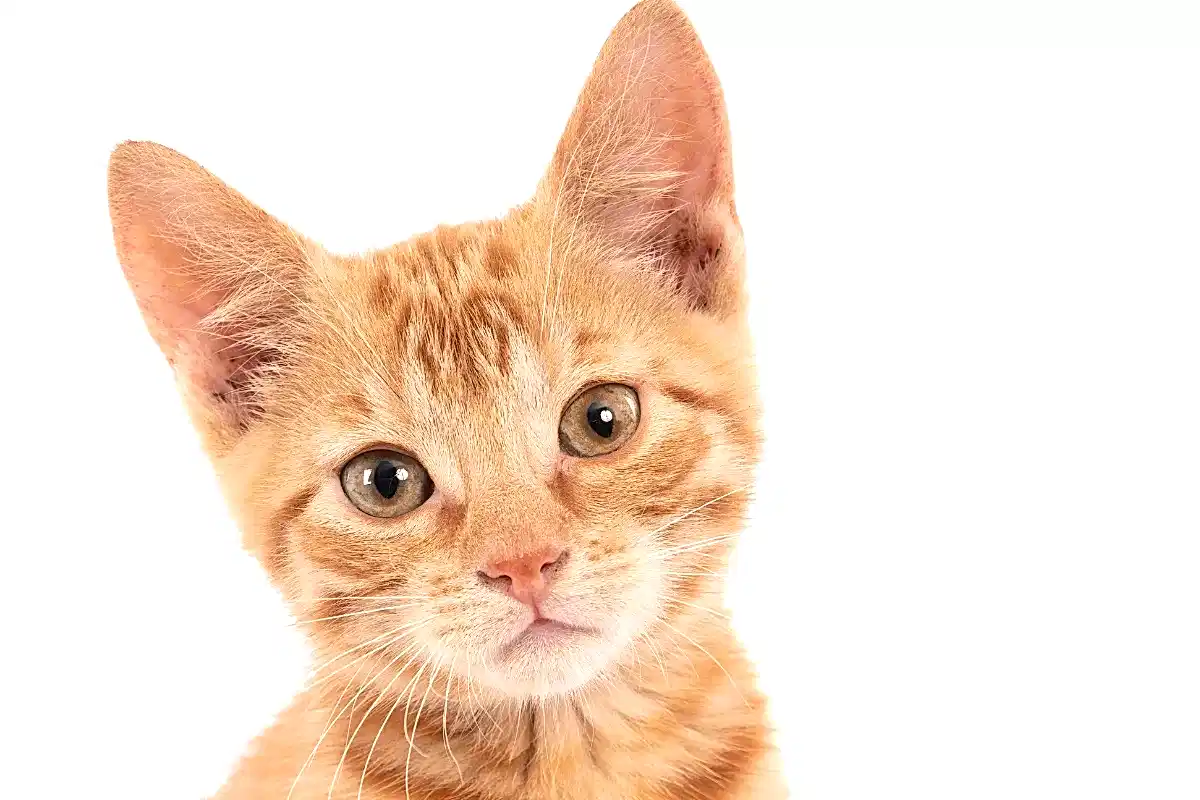 Kedi Tırmalamasına Karşı Dayanıklı Kumaşlar